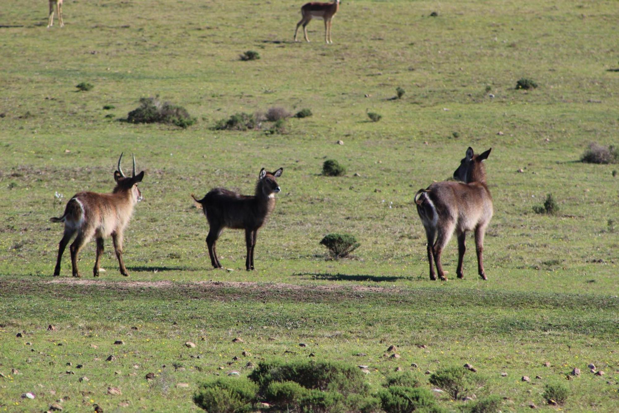 Hartenbos Private Game Lodge Eksteriør billede