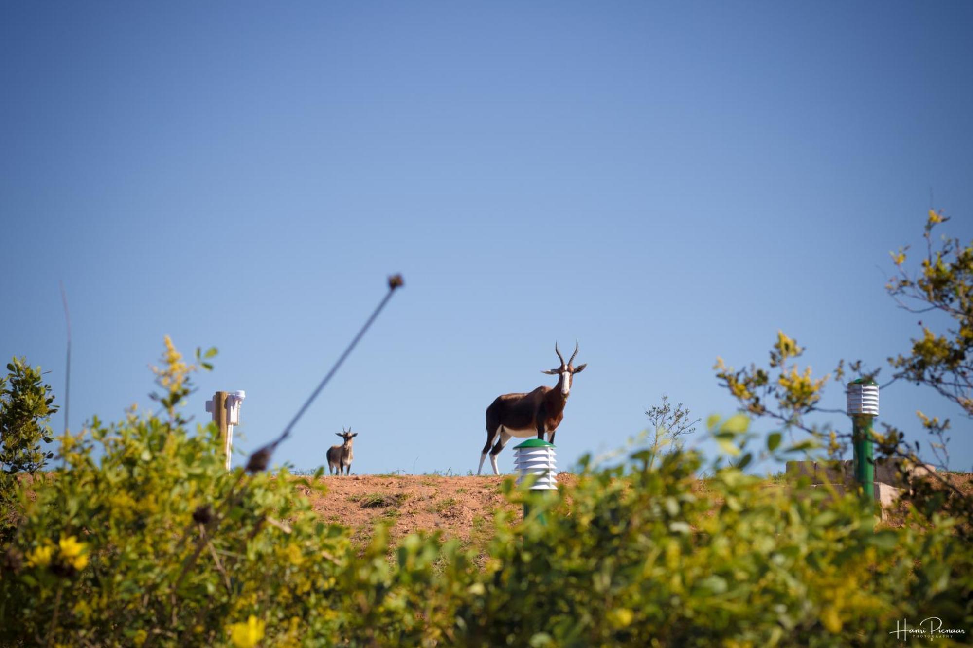 Hartenbos Private Game Lodge Eksteriør billede