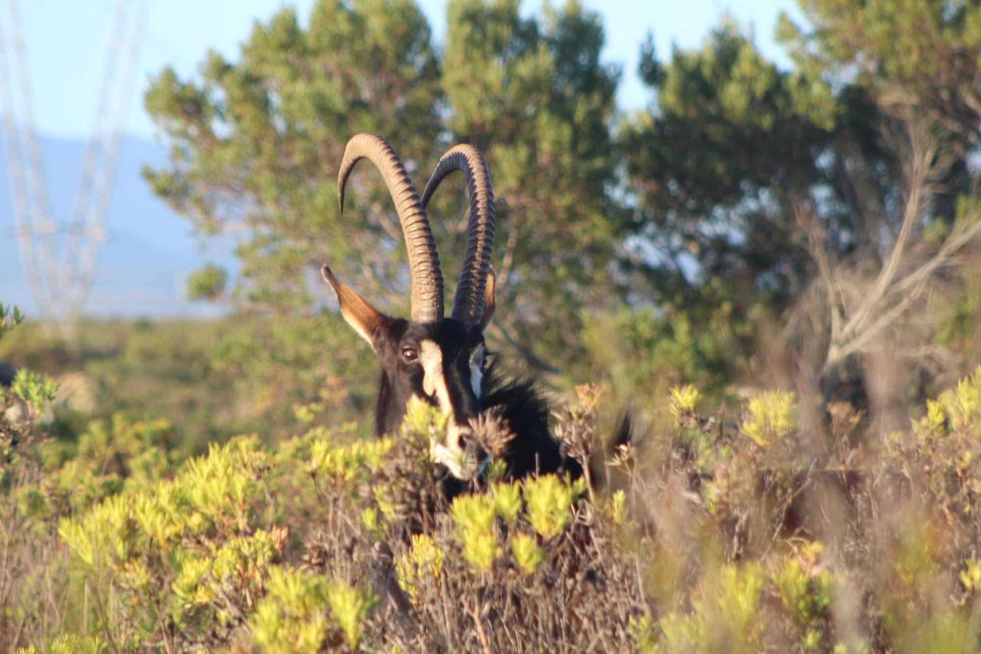 Hartenbos Private Game Lodge Eksteriør billede