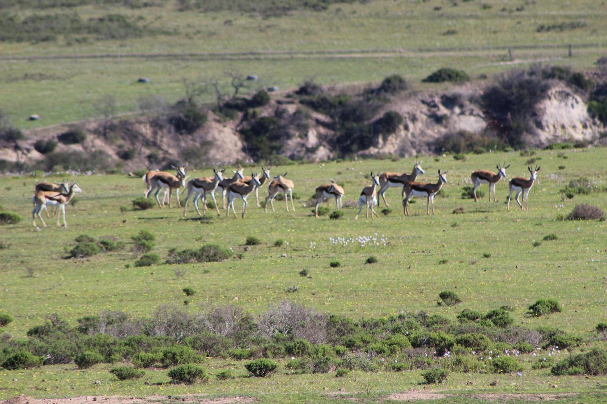 Hartenbos Private Game Lodge Eksteriør billede